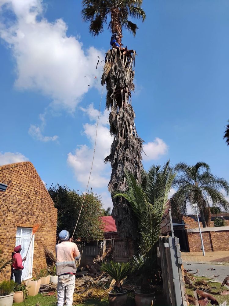Mike Tree Felling _Palm tree trim and cleanup in Impala Park