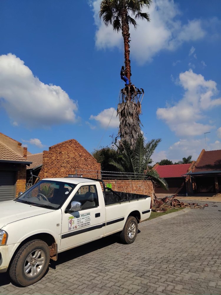 Mike Tree Felling _Palm tree trim and cleanup in Impala Park