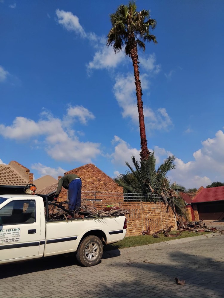 Mike Tree Felling _Palm tree trim and cleanup in Impala Park