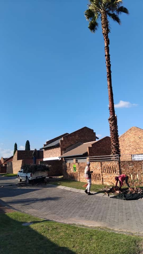 Mike Tree Felling _Palm tree trim and cleanup in Impala Park