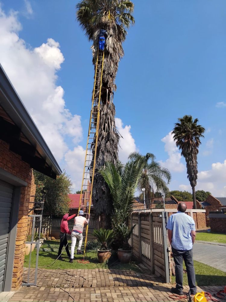 Mike Tree Felling _Palm tree trim and cleanup in Impala Park
