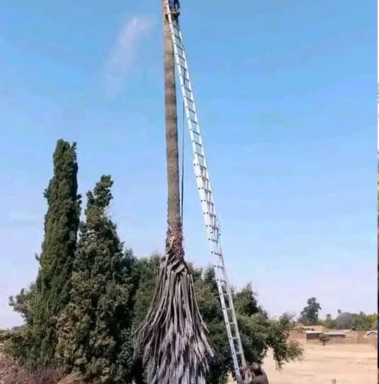 Palm tree being cut down with a ladder and safety equipment in place.