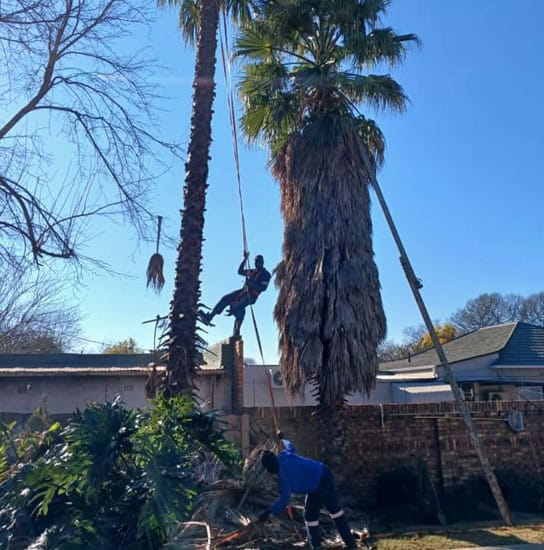 Professional tree felling and removal by experts in South Africa. Ensuring safety and efficiency for.