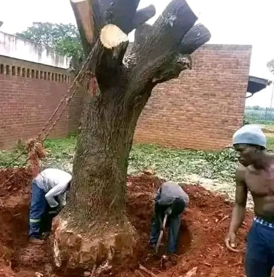 Workers removing a large tree with chainsaw and tools in a residential yard.