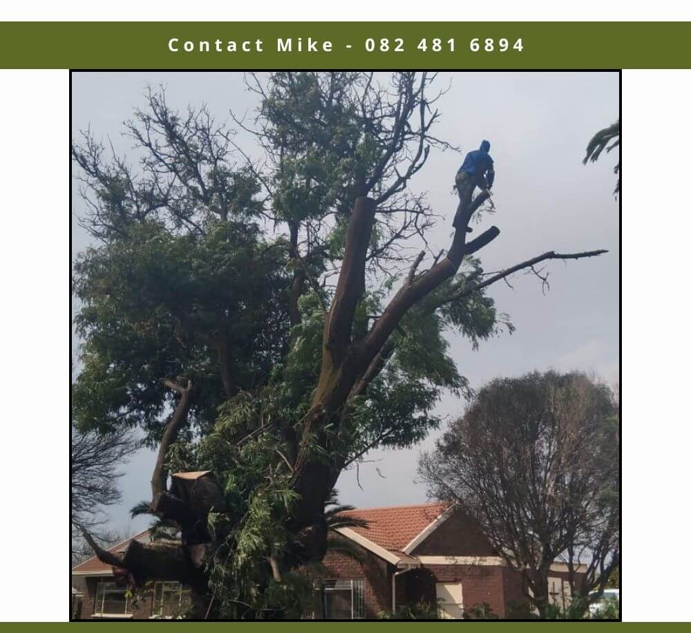 Tree felling completed project in Edenvale