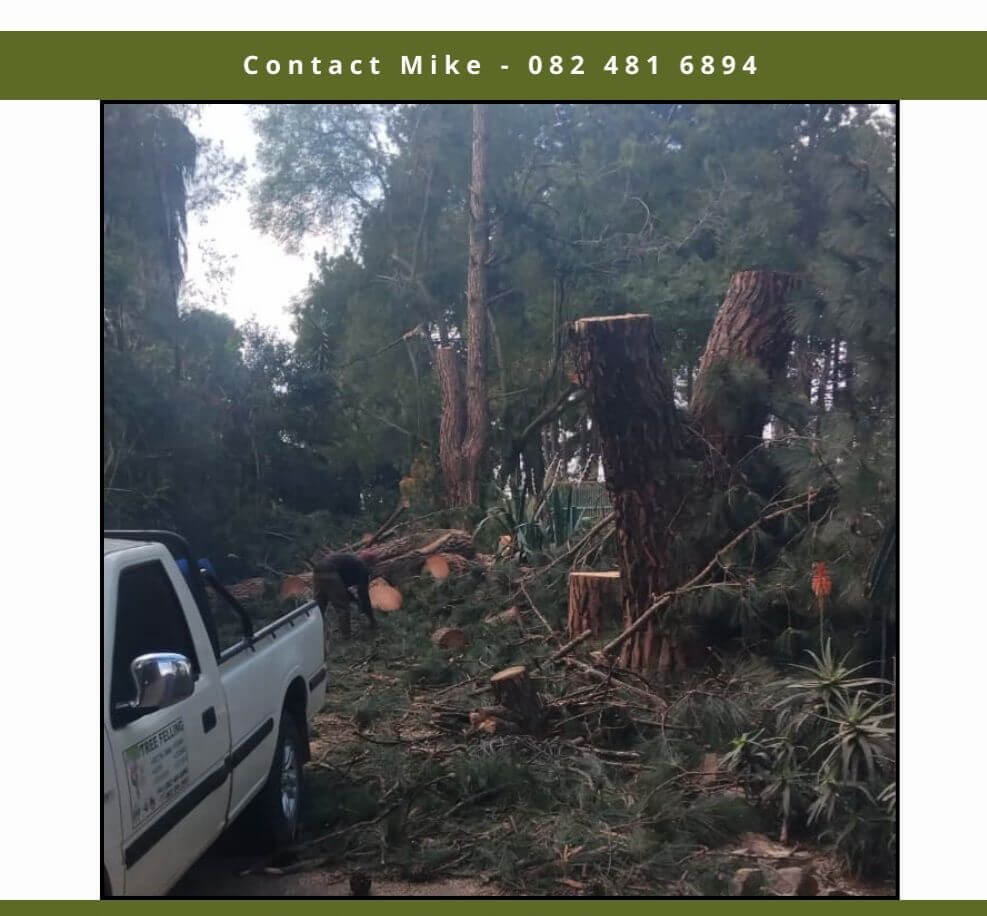 Palm tree removal service in Edenvale