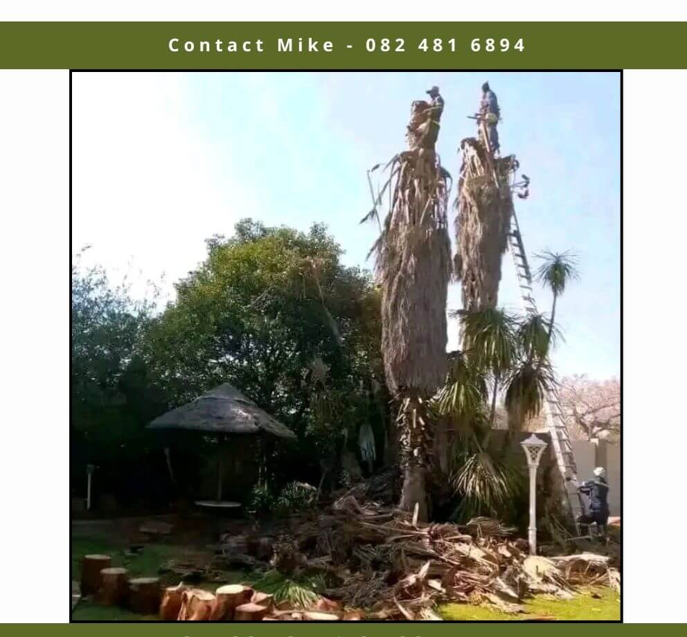 Stump grinding and removal in Edenvale
