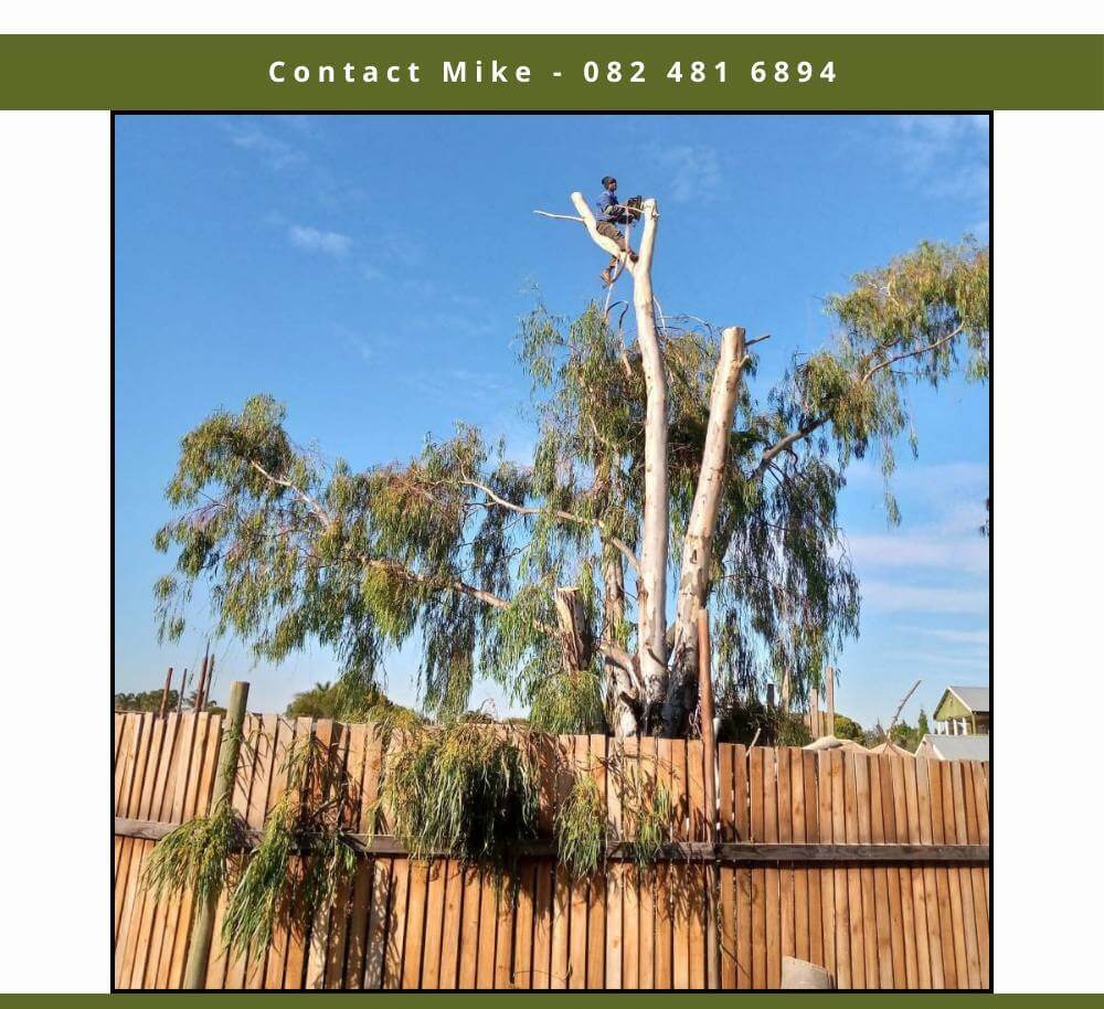Emergency tree removal after storm in Edenvale