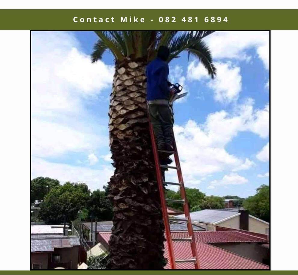 Tree trimming and pruning service in Edenvale